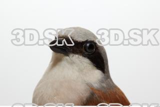 Red-backed Shrike - Lanius Collurio 0015